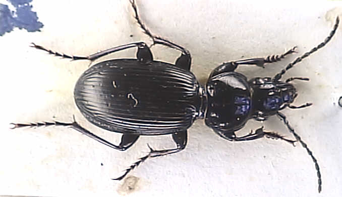 Pterostichus madidus